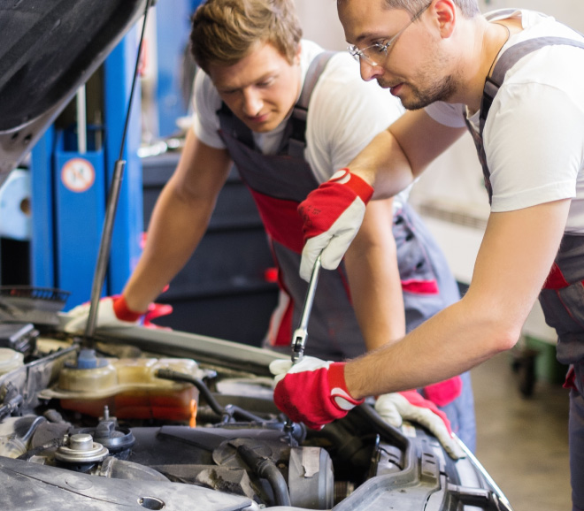 Vetcares-Programs-MVEG-right